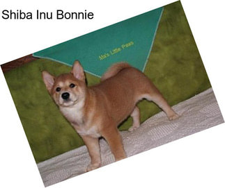 Shiba Inu Bonnie