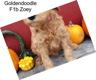 Goldendoodle F1b Zoey