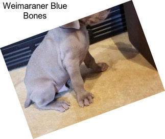 Weimaraner Blue Bones