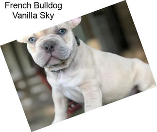 French Bulldog Vanilla Sky