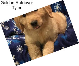 Golden Retriever Tyler