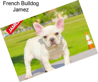 French Bulldog Jamez