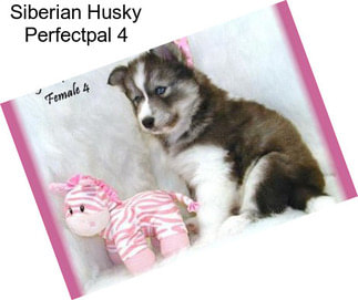 Siberian Husky Perfectpal 4
