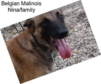 Belgian Malinois Nina/family