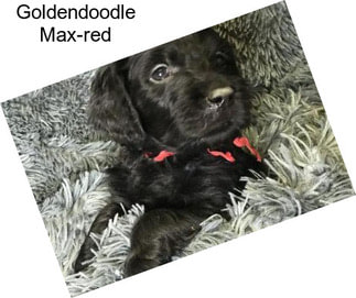 Goldendoodle Max-red