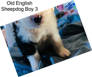 Old English Sheepdog Boy 3