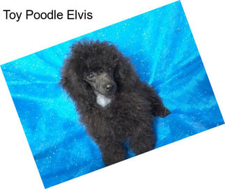 Toy Poodle Elvis