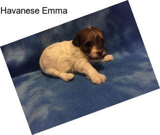 Havanese Emma