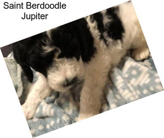 Saint Berdoodle Jupiter