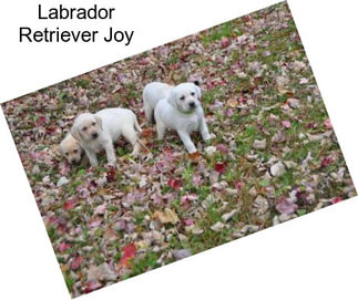 Labrador Retriever Joy