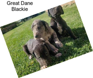 Great Dane Blackie