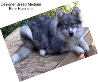 Designer Breed Medium Bear Huskimo