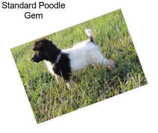 Standard Poodle Gem