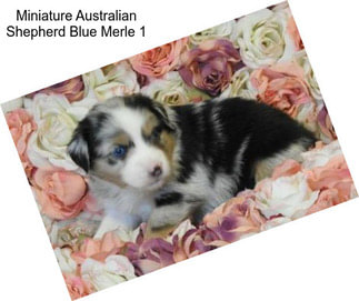 Miniature Australian Shepherd Blue Merle 1