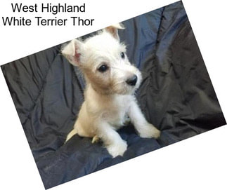 West Highland White Terrier Thor