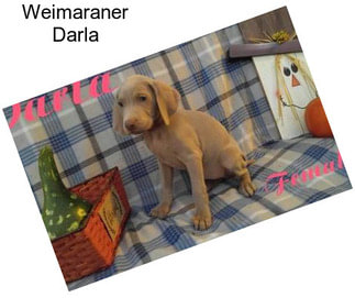 Weimaraner Darla