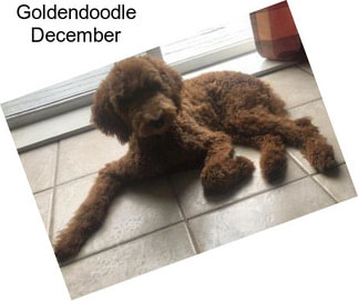 Goldendoodle December