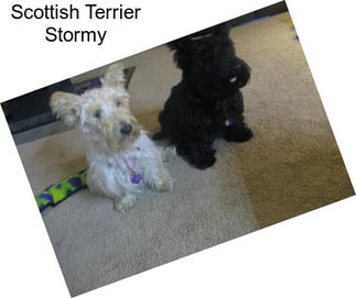 Scottish Terrier Stormy