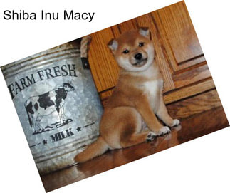Shiba Inu Macy