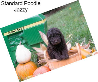 Standard Poodle Jazzy