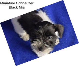 Miniature Schnauzer Black Mia