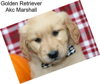 Golden Retriever Akc Marshall