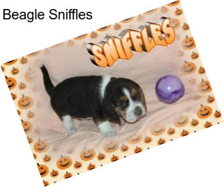 Beagle Sniffles