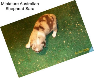 Miniature Australian Shepherd Sara