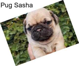 Pug Sasha