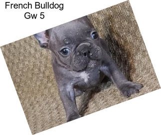 French Bulldog Gw 5