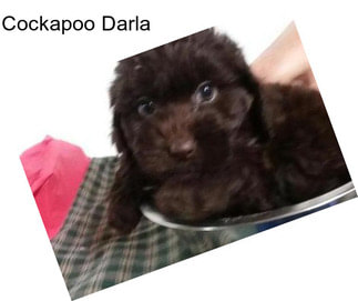 Cockapoo Darla