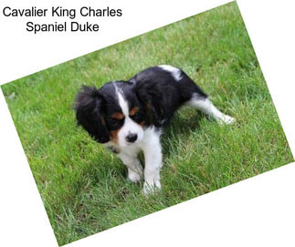 Cavalier King Charles Spaniel Duke