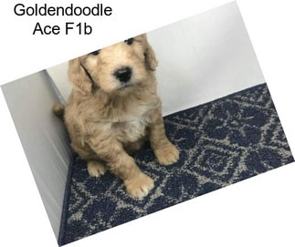 Goldendoodle Ace F1b