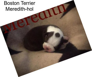 Boston Terrier Meredith-hol