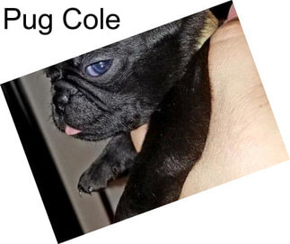 Pug Cole