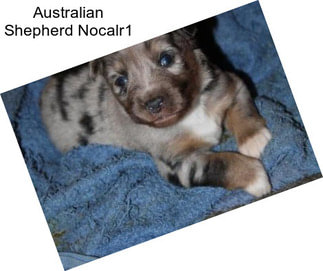 Australian Shepherd Nocalr1