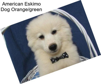 American Eskimo Dog Orange/green