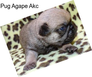 Pug Agape Akc