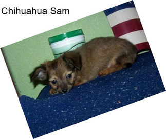 Chihuahua Sam