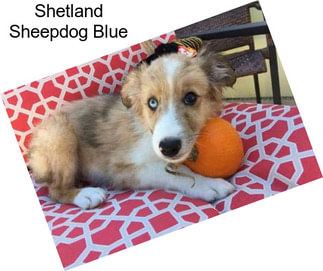 Shetland Sheepdog Blue