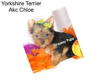 Yorkshire Terrier Akc Chloe