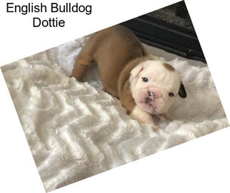 English Bulldog Dottie