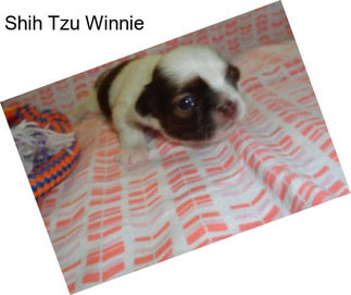 Shih Tzu Winnie