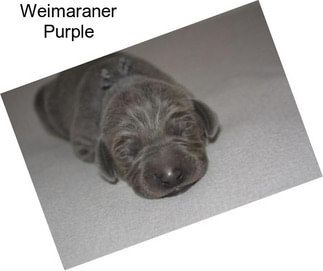 Weimaraner Purple