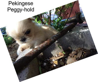 Pekingese Peggy-hold