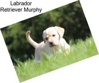 Labrador Retriever Murphy