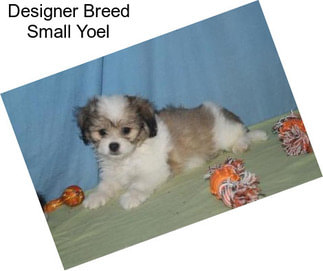 Designer Breed Small Yoel