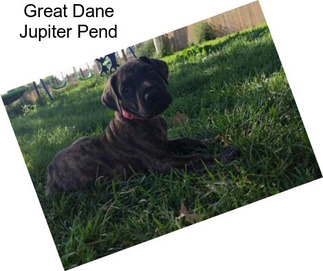 Great Dane Jupiter Pend