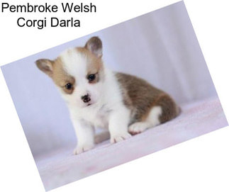 Pembroke Welsh Corgi Darla