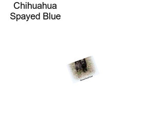 Chihuahua Spayed Blue